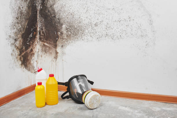 Best Residential Mold Removal  in Maple Glen, PA