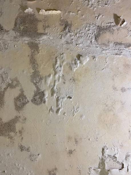 Best Mold Testing  in Maple Glen, PA